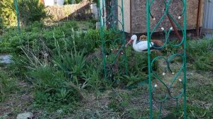 Зачем врать? Какие болезни передаются с козьим пухом? От людей больше заразы. Все козы ПРИВИТЫЕ!
