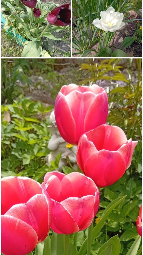 ТЮЛЬПАНЫ / САД И ОГОРОД / ОГОРОДНЫЕ ДЕЛА #shorts  #garden #flowers #дача