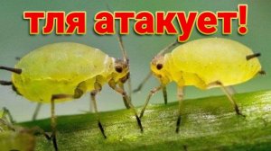 Тля атакует! Как я борюсь с тлёй. Александровка, будни блогера. Море, открыт ли сезон? Ремонт...
