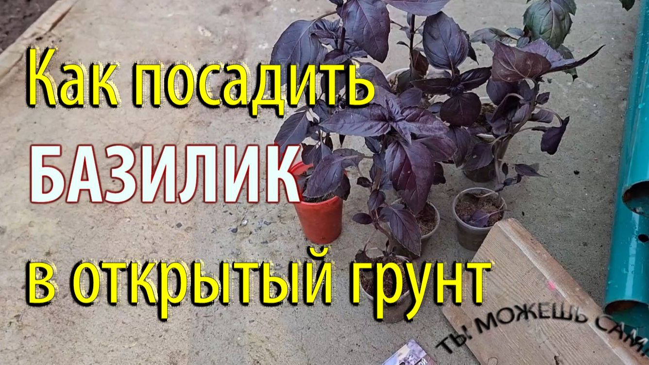Как посадить БАЗИЛИК в открытый грунт