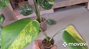 ИЗЛИШКИ КОМНАТНЫХ РАСТЕНИЙ НА ПРОДАЖУ.КОМНАТНЫЕ РАСТЕНИЯ(ЦВЕТЫ).