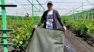 Состояние виноградника на 22.05.26