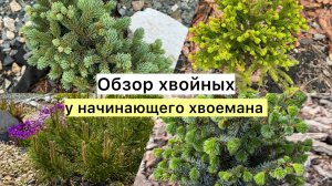 В мае цветут не только цветы! Хвойные в роспуске! Сад в Сибири!