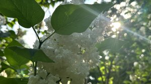 Прогулка по Москве. Старый сиреневый сад на Соколе.