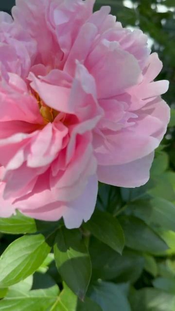Пионовое утро🌸Манитовок Мэйден🌸 смотреть онлайн