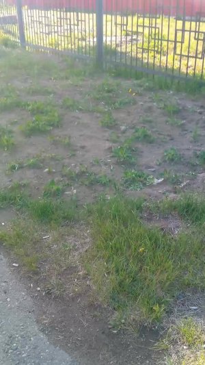 одуванчик ставит лайк