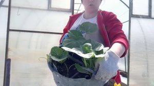 22-05-2026Зелёный конвейер: высаживаю всё и сразу (Тыква 🎃, Петуния 🌱, Бархатцы)