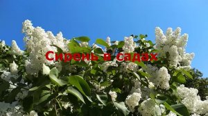 Сирень в садах