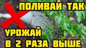 Полив картофеля на огороде. Как поливать картофель?! Чем, когда, сколько и как правильно?