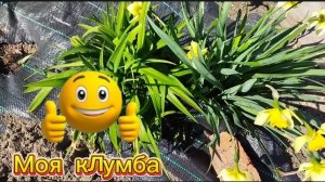 Моя работа с клумбой продолжается