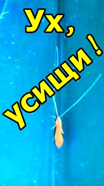 РУЧЕЙНИК??? смотреть онлайн