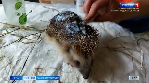 Вести Санкт-Петербург. Выпуск 08.35 от 22.05.2026