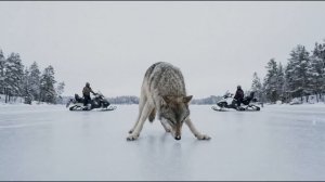 ТАЙГА. ВОЛЧИЦА И ЕГЕРЬ_спасение _ТАЕЖНЫЕ ИСТОРИИ.
