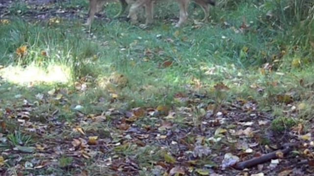 🐺🐺 фото ловушка смотреть онлайн