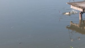 1000046901.mp4