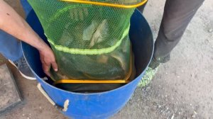 44,0 кг карпа - улов с основного водоема