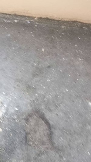 Тараканы в пятёрочке?