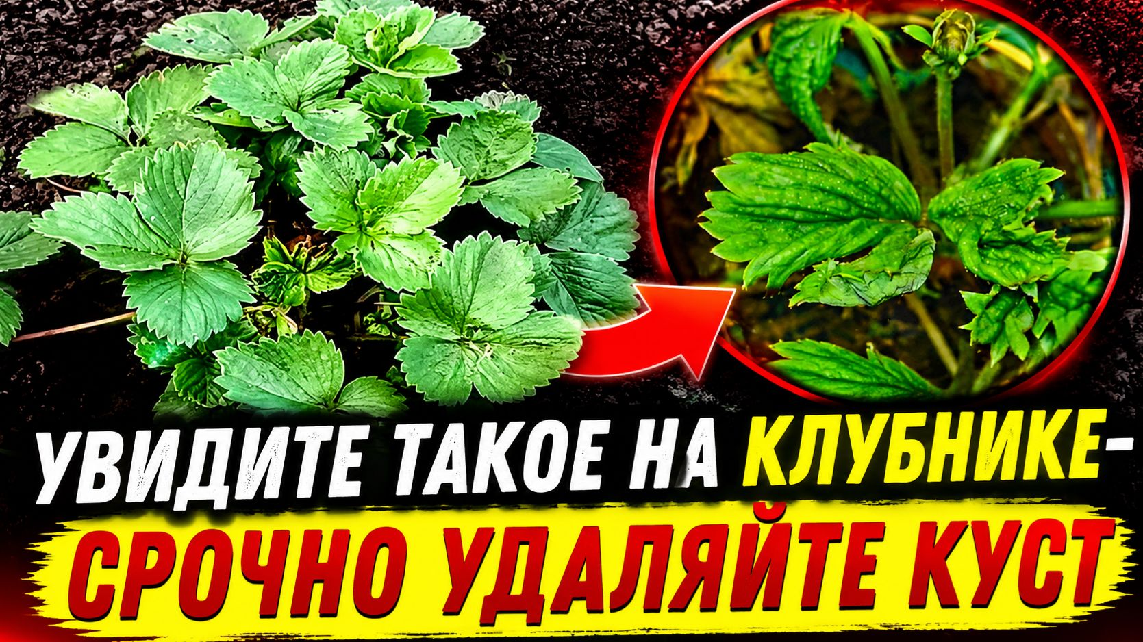 Увидите Такое на КЛУБНИКЕ- СРОЧНО УДАЛЯЙТЕ КУСТ ЯГОДЫ!Нематода на клубнике