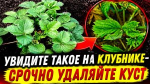Увидите Такое на КЛУБНИКЕ- СРОЧНО УДАЛЯЙТЕ КУСТ ЯГОДЫ!Нематода на клубнике