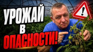 Жара убивает томаты! Схема от сброса завязи и гнили