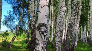 Берёзовая роща в Оренбургской области