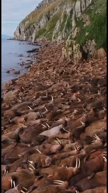 Моржи тюленят смотреть онлайн