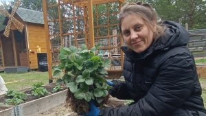 Пересаживаю клубнику. Часть 2.