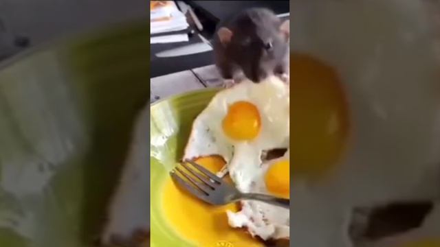 Жизнь замечательных зверей - 2
