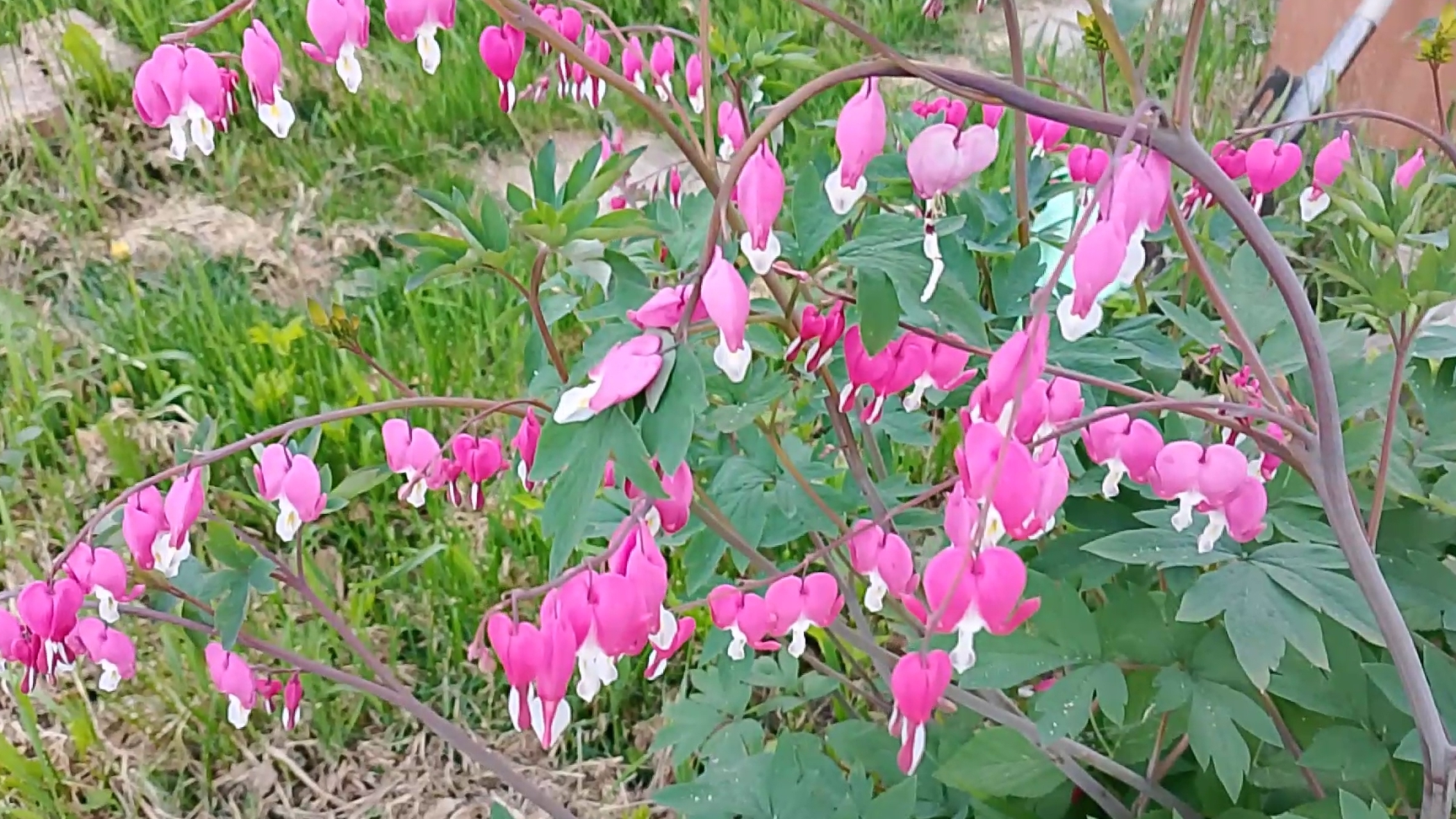 22-05-2026 Милашка в автобусе🌺продвижения по кукле💖а-ля окрошка🌺 всё цветет, всё растет🌺🌺🌺🌺🌺