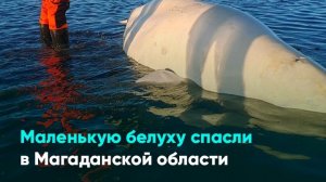 Маленькую белуху спасли в Магаданской области