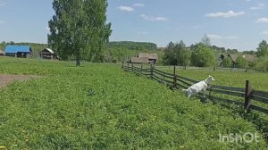 Грядка под арбузы.Успеть посадить.