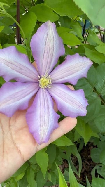 Утро в саду💜 Николай Рубцов💜 смотреть онлайн