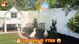 Забавные утки мускусные и пекинские на свободном выгуле со своими друзьями ч.(397) ❣️🤗😂