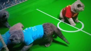 Прямая трансляция: Италия vs испания