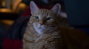 4K Cat  Footage  - MiloTheCat - Free Stock Footage