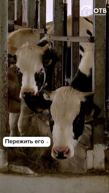 В ближайшие дни на пастбища выгонят молочных коров