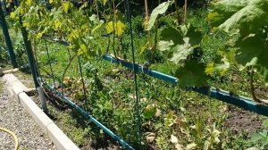 🍇 Первая профобработка винограда: препараты – огонь, дозировка – пожар 🔥