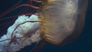 16K VIDEO ULTRA HD 120 FPS — BREATHTAKING HDR NATURE SHOW FOR OLED TVs QLED TV