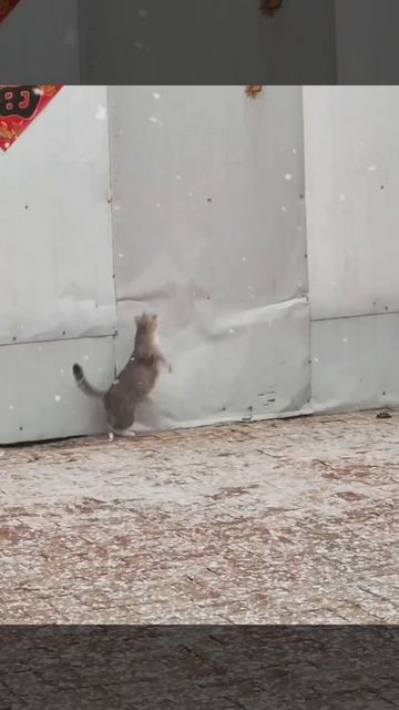 Видео от Tom and Сats / Кот на карте