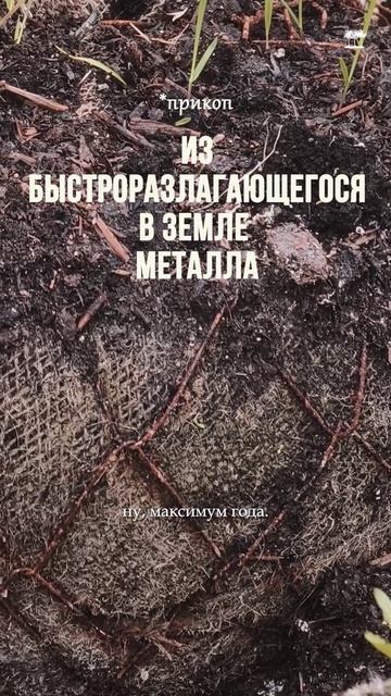 Снимать сетку с кома дерева или не снимать?