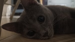 игры с Аськой)