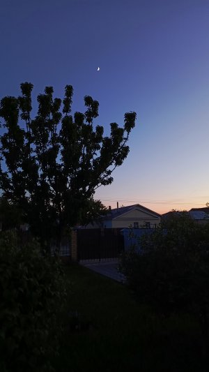 Сережа гуляет с гусятами🪿Хлопоты по саду🌳🌿 Борьба с тлёй моим проверенным способом 🏡