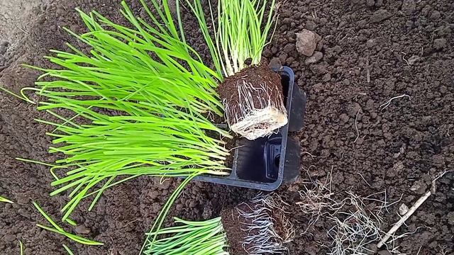 Посадка рассады лука Эксибишен, чтобы вырос крупный и вкусный