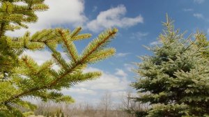 4K Landscape Scene - SpringPine - Free Stock Footage