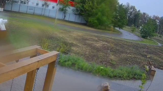 Стая бродячих собак сбила женщину с ног