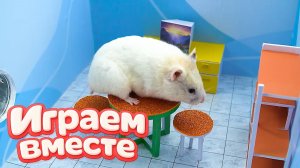 ХОМЯК ВЫБИРАЕТСЯ ИЗ СЕКРЕТНОЙ ХОМЯЧЕЙ ТЮРЬМЫ ! Играем ВМЕСТЕ ! Супер лабиринт для хомяка №1