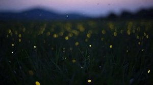 Free Stock Footage  Fireflies blinking  - Free 4k Download