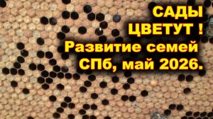Сады цветут! Развитие семей, Спб, май 2026г.
