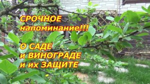 СРОЧНОЕ напоминание о саде-винограде и их защите