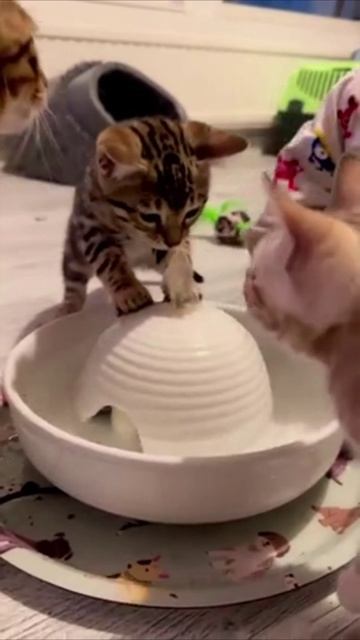 Смешные коты #122-1